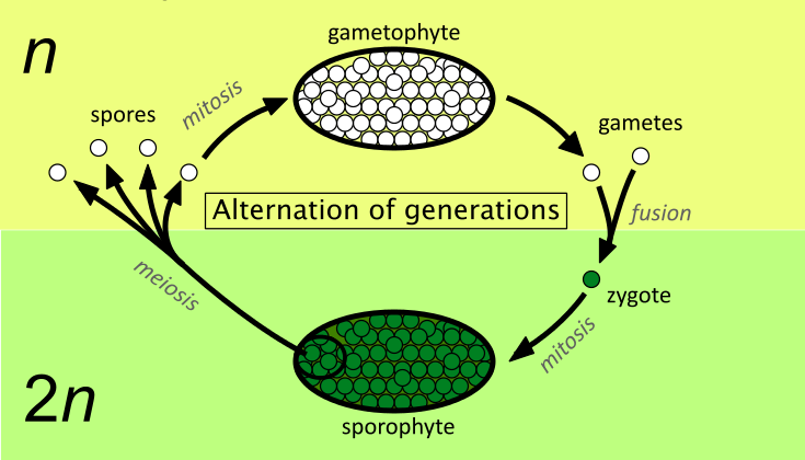 What is a biological individual?