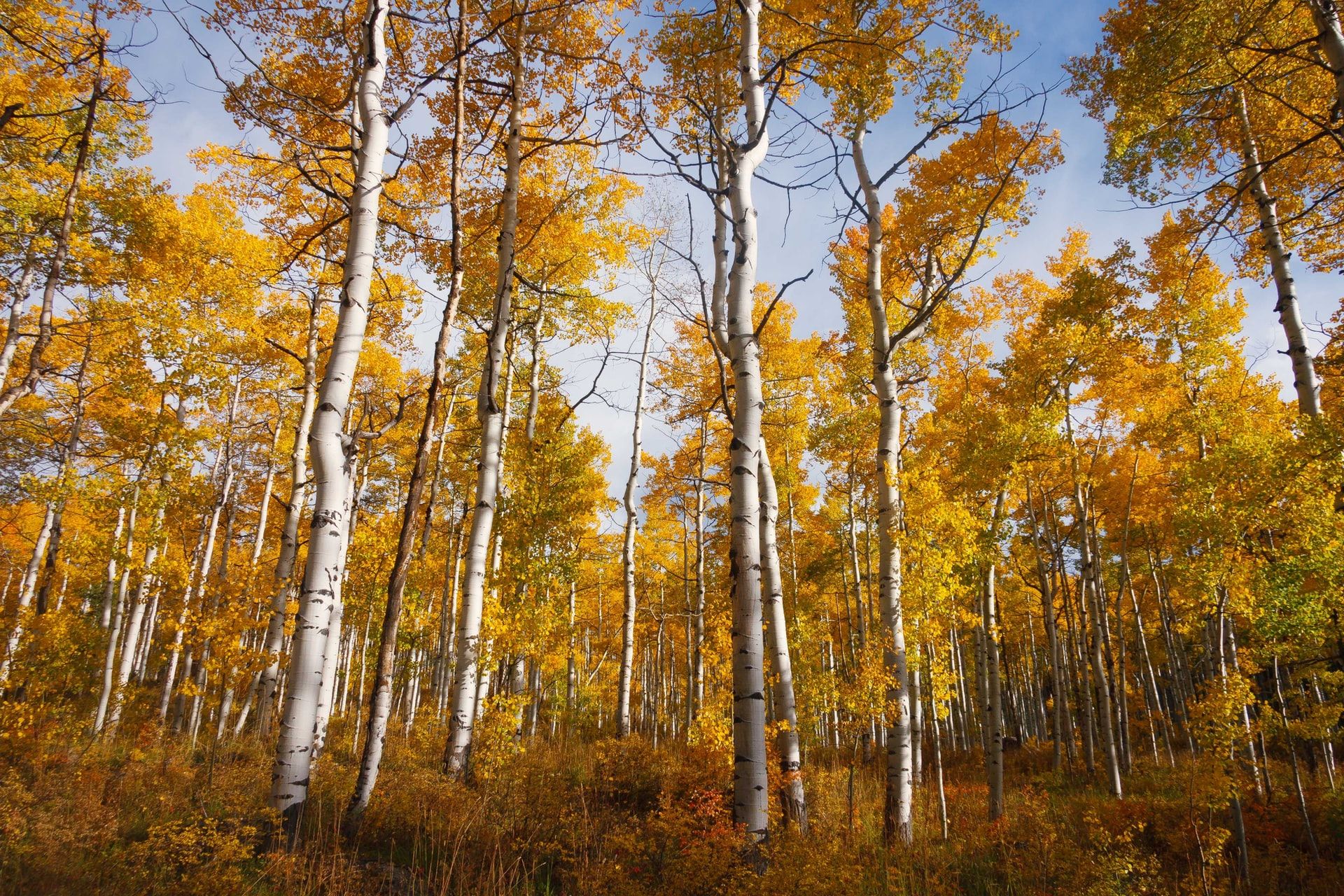 Aspen