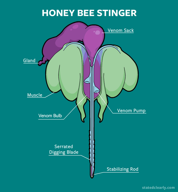 Bee Stinger GIF