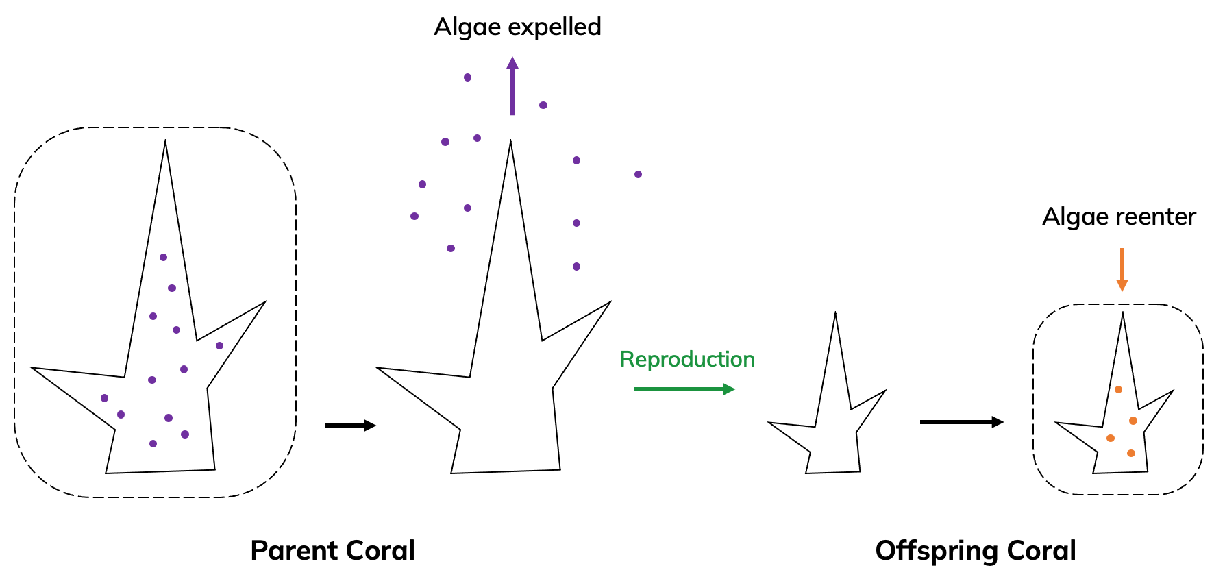 Coral holobiont