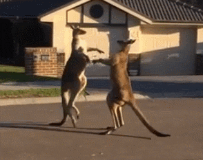 kangaroo gif