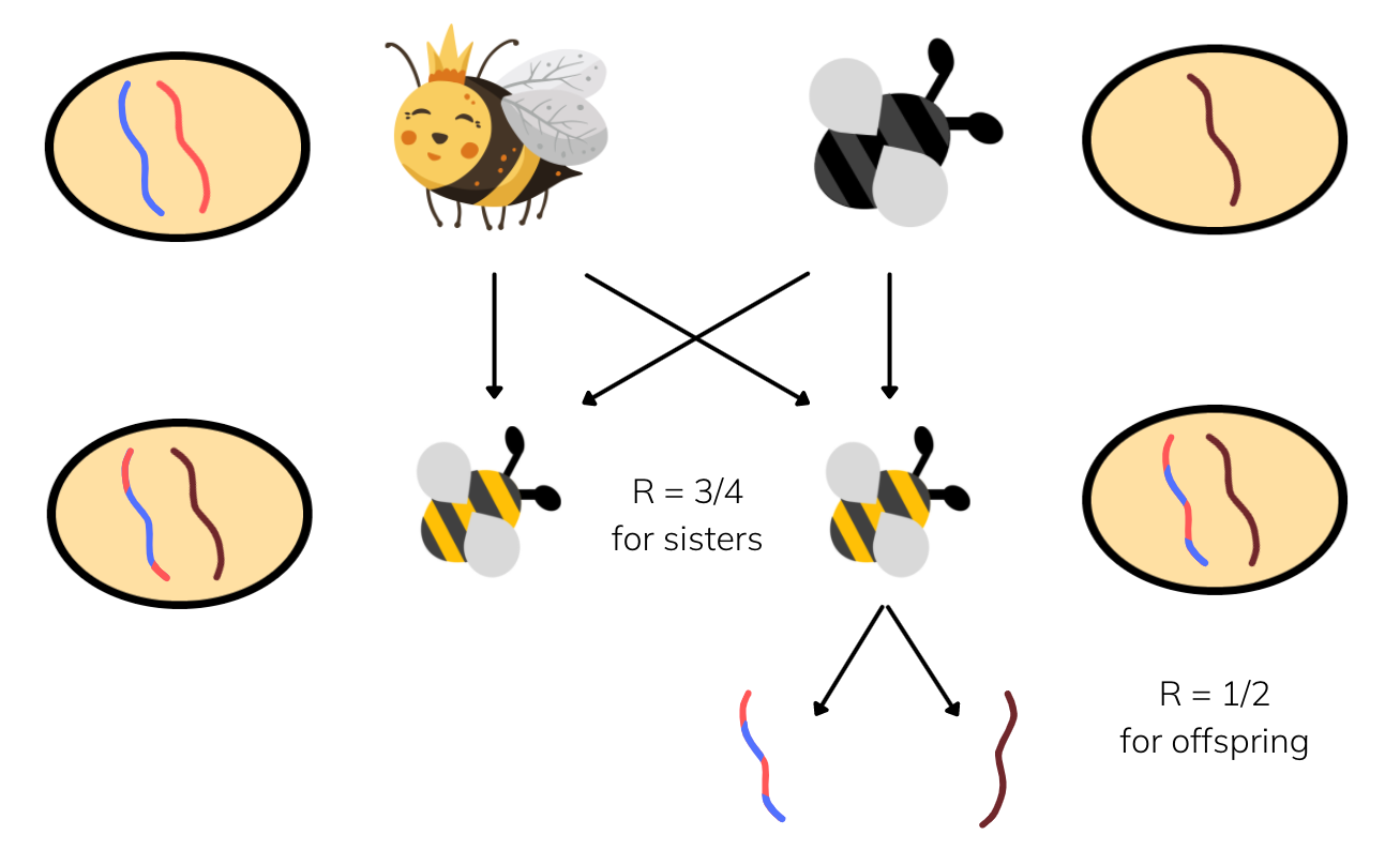 Why do bees die when they sting you?