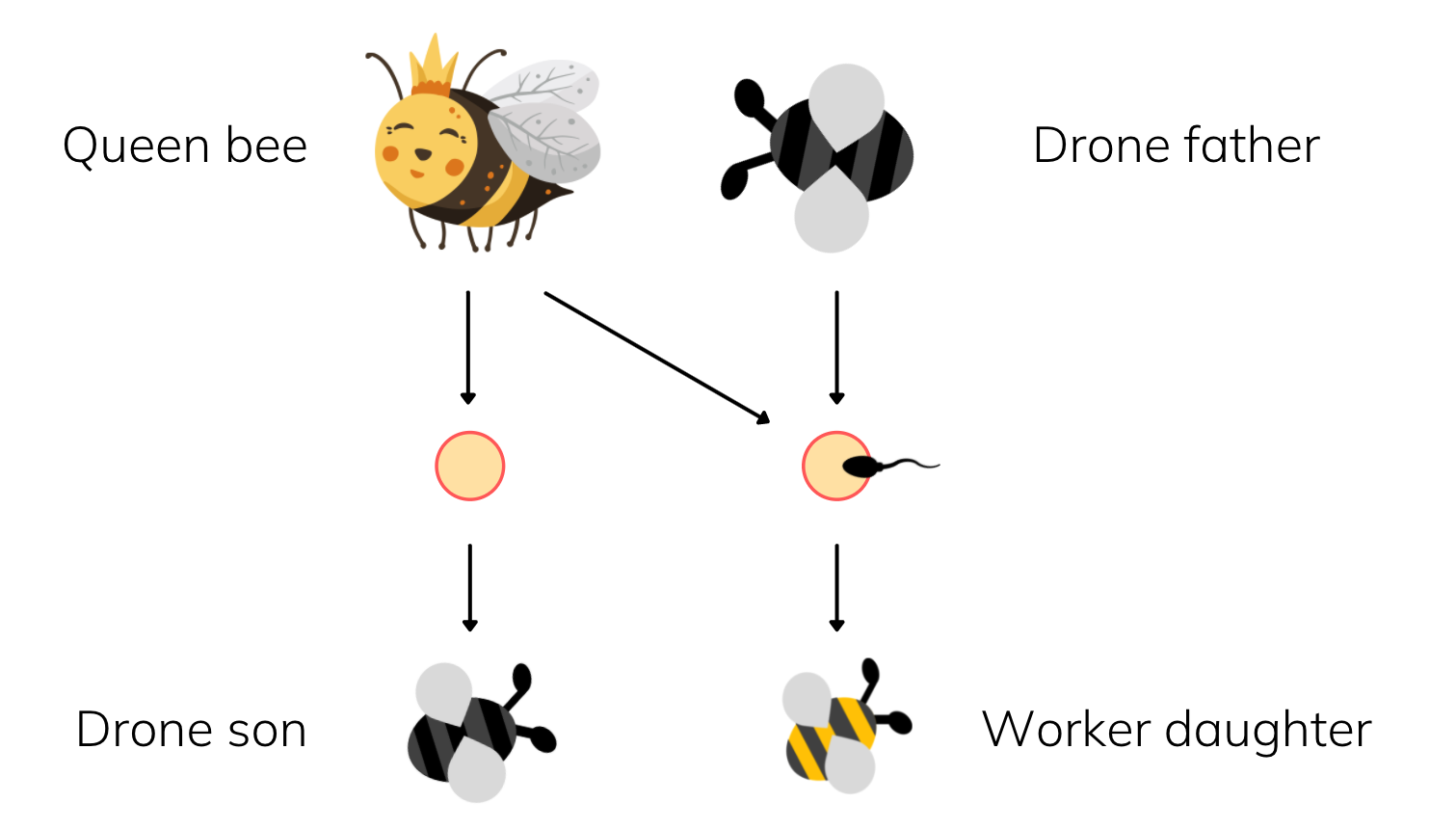 Why do bees die when they sting you?