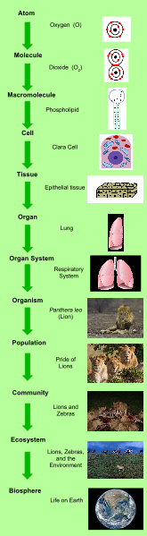 How A Single Metaphor Transformed Biology