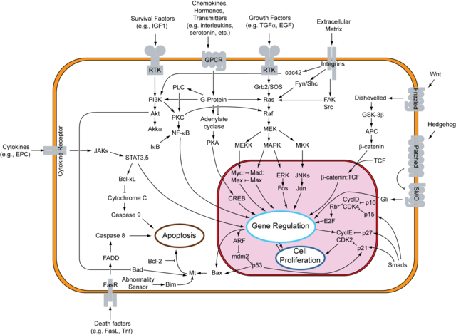 How NOT To Think About Cells