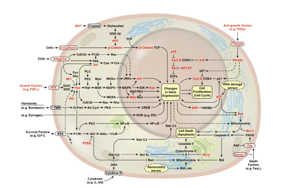 How NOT To Think About Cells