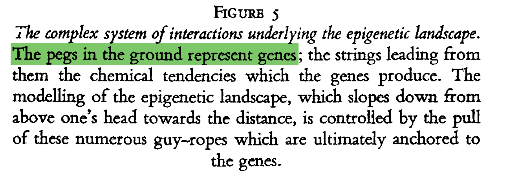 You've Been Lied To About Genetics
