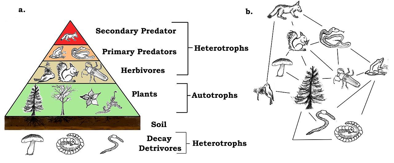 The Forgotten Piece of Evolutionary Theory (and why we need it back)