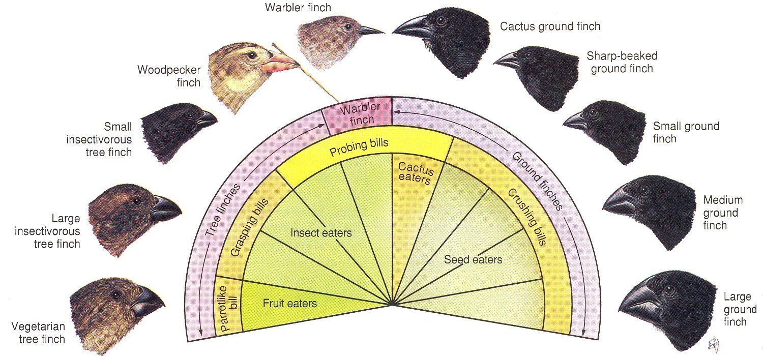 The Forgotten Piece of Evolutionary Theory (and why we need it back)