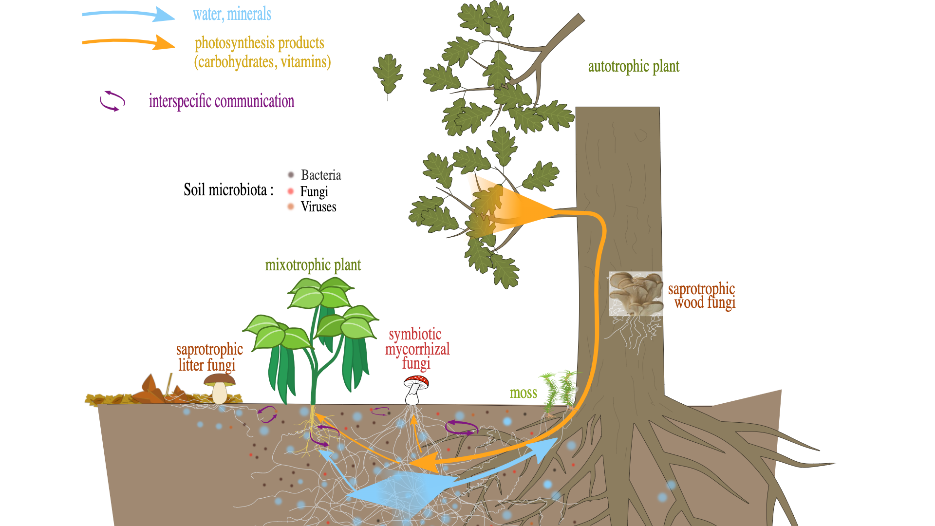 The Forgotten Piece of Evolutionary Theory (and why we need it back)