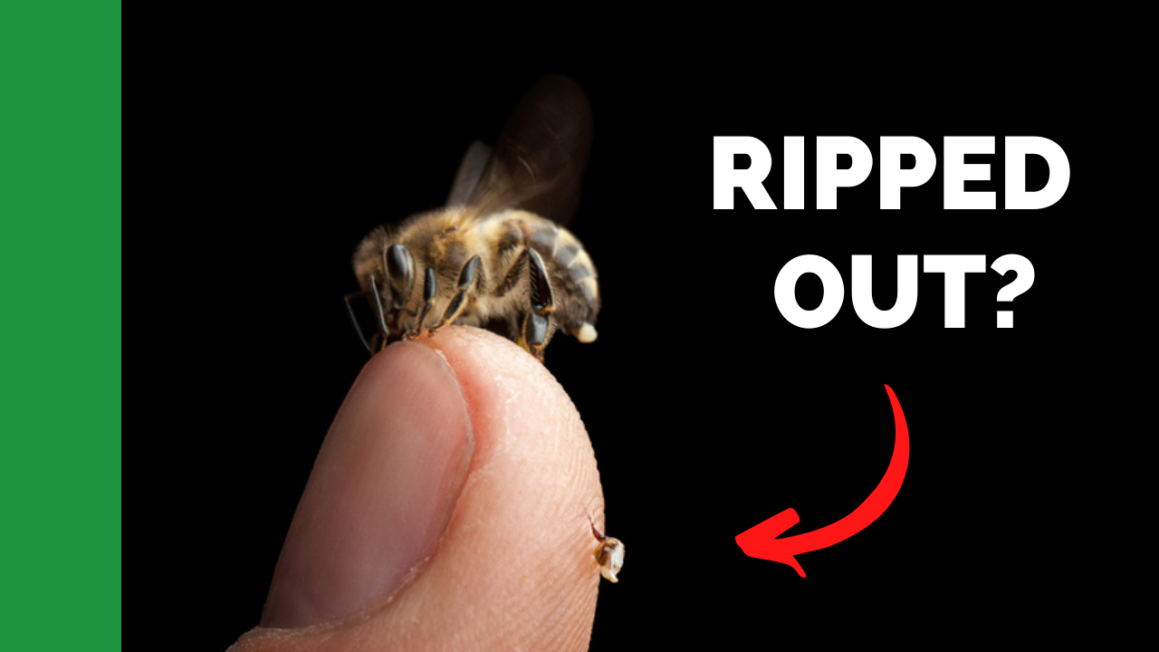 Why Honeybees Die After Stinging: A Suicide Mission for the Colony?
